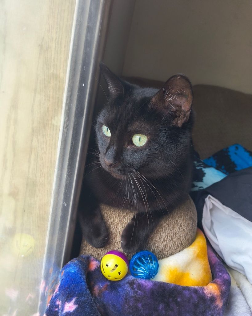 B.B Kitty Depew-Collier Profile Photo