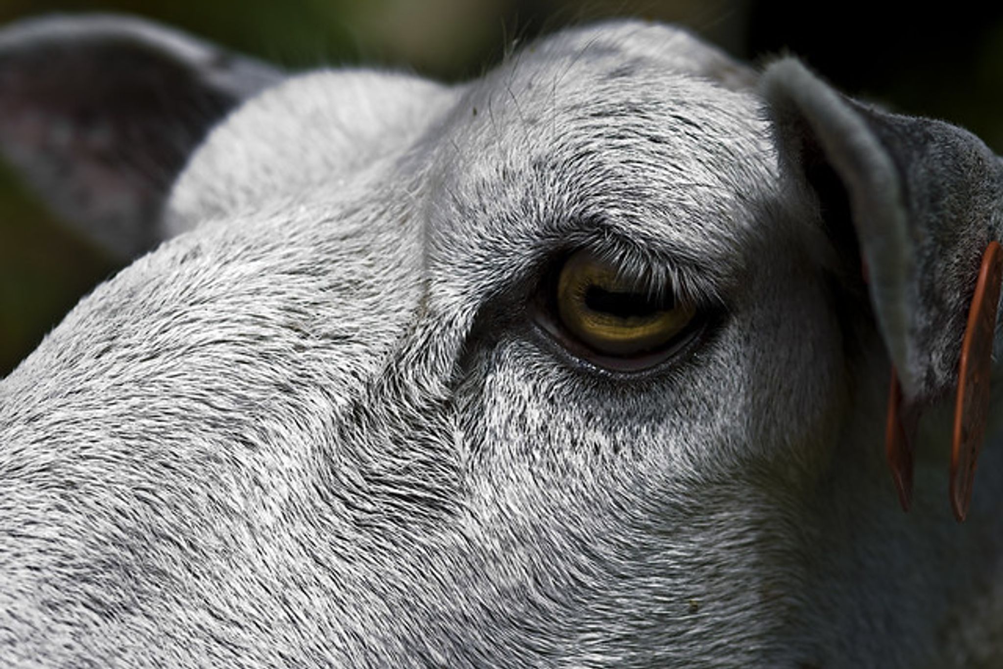 Cover for Robert Wendell Field's Obituary