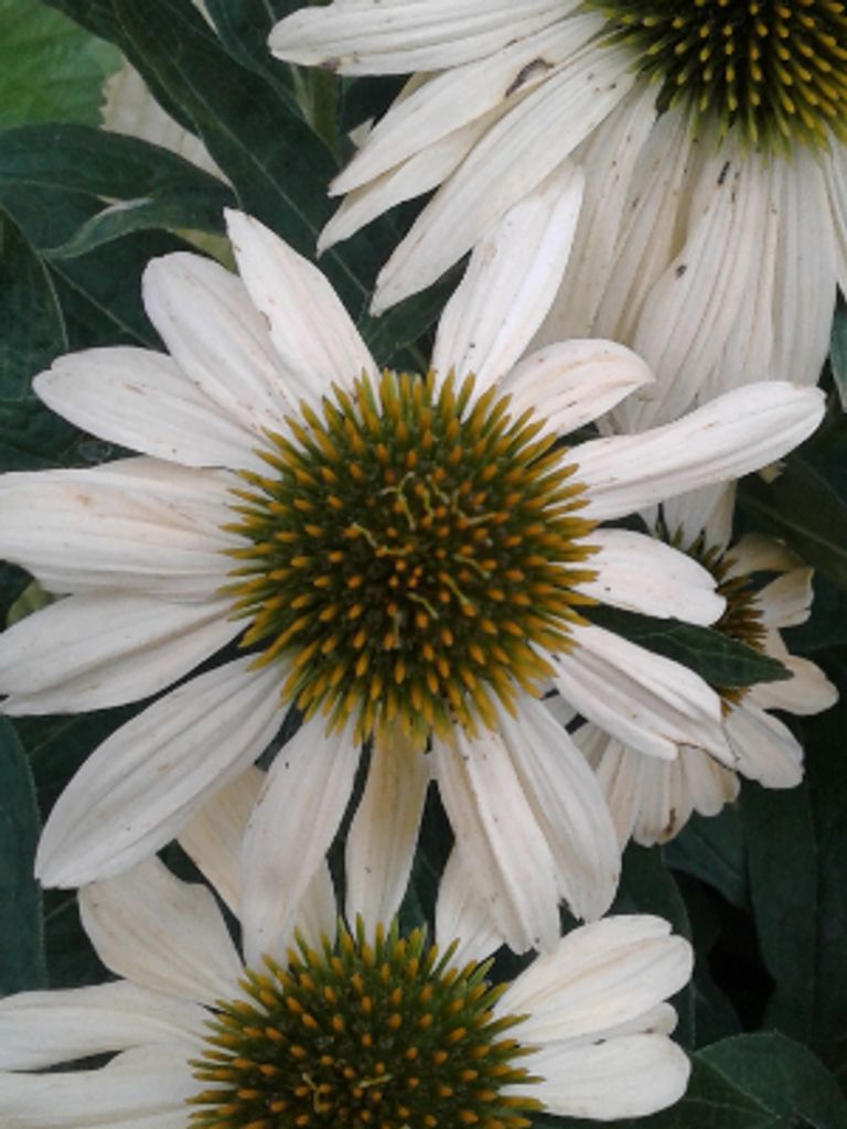 Evelyn Alcantara, Nee Coh