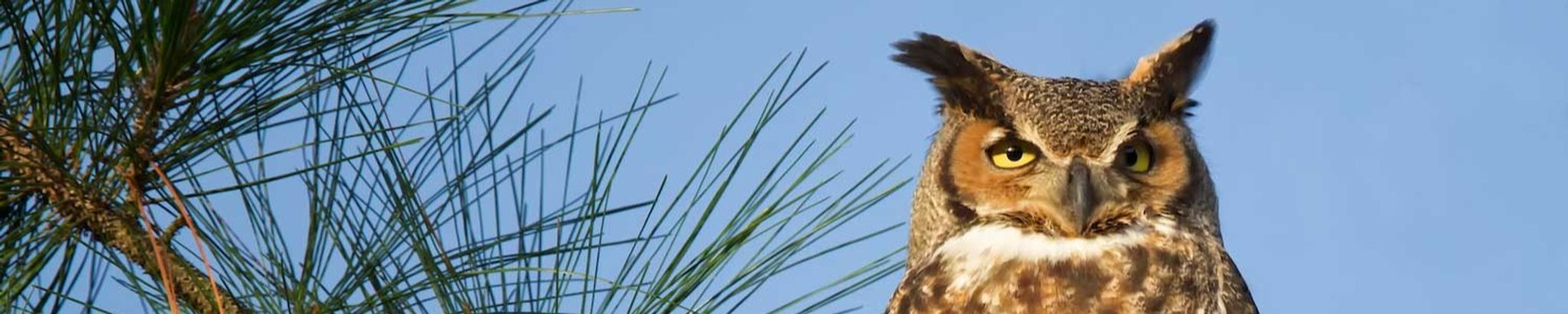 Cover for Maisie Loraine Moon's Obituary