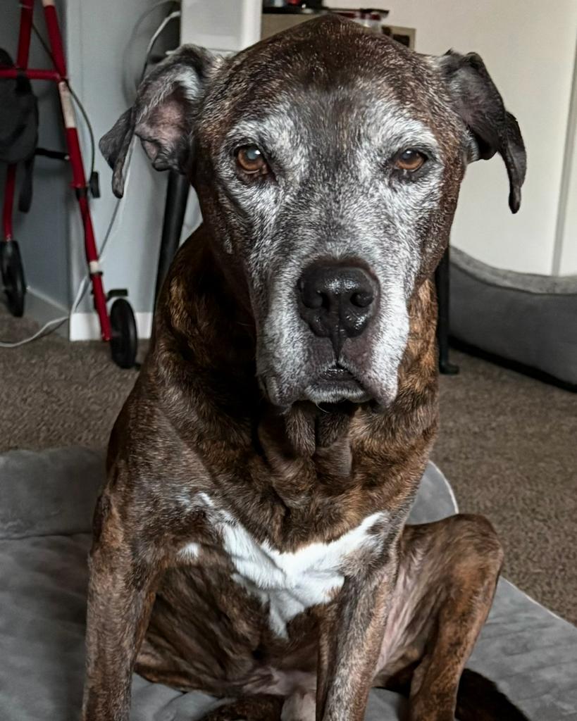 Bojangles Ellis Profile Photo