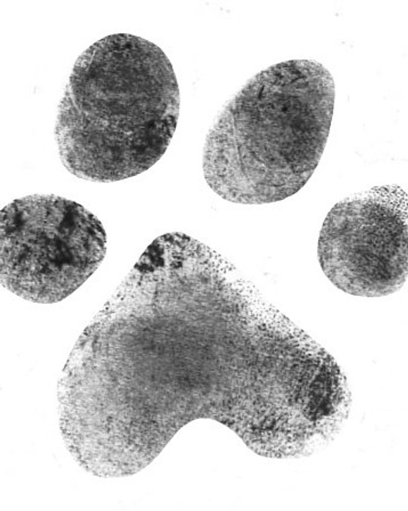 Blaze Wilcox Profile Photo