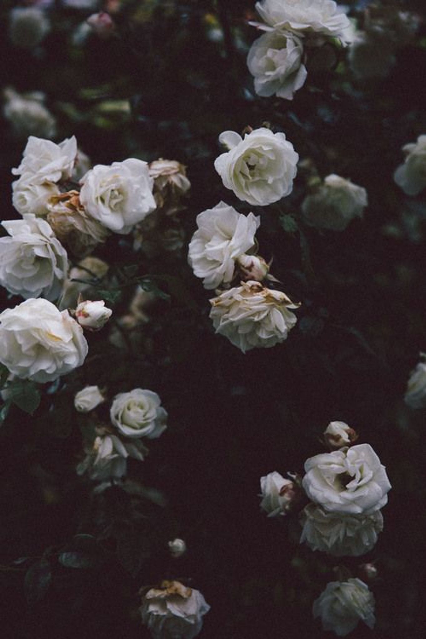 Cover photo for Kelly Marie Hurst's Obituary