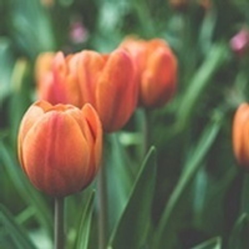 Deborah Dunlap Edwards Profile Photo