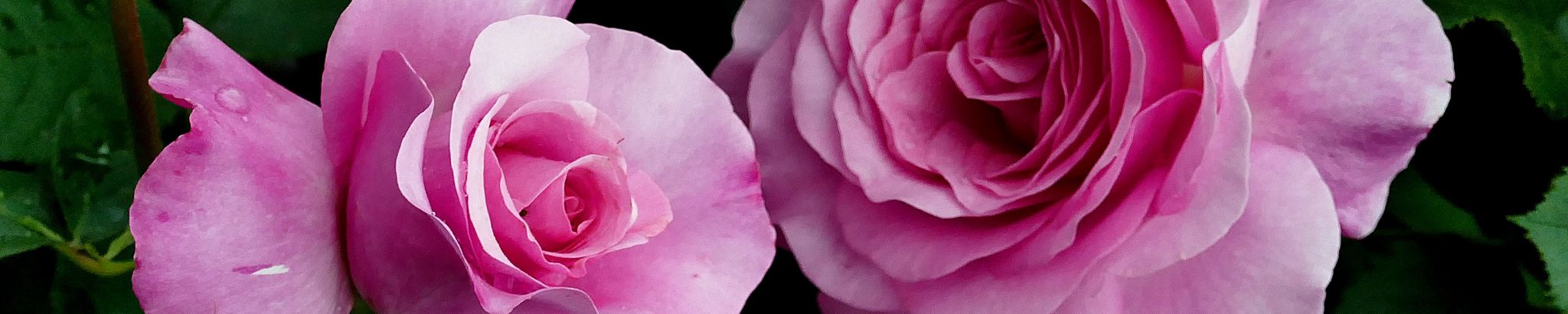 Cover photo for Julia C. Broadus's Obituary