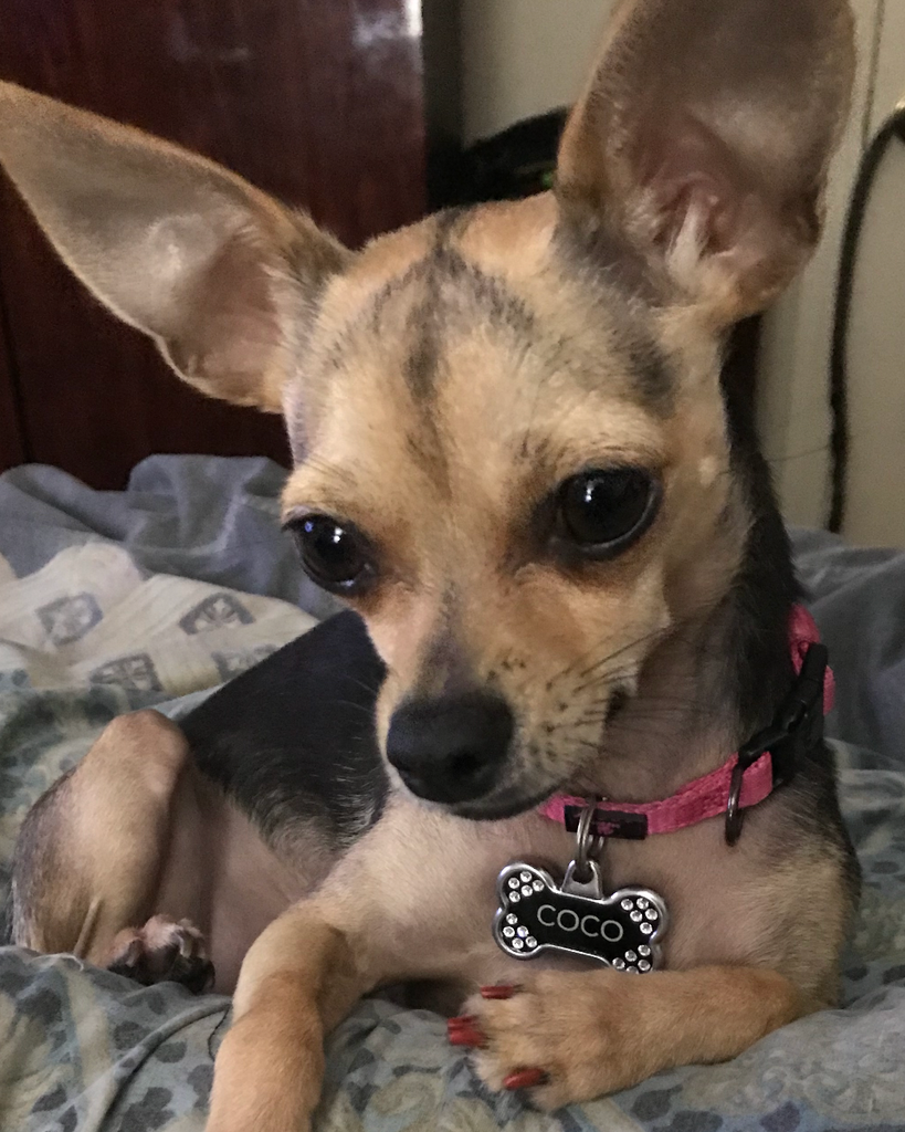 Coco Allen Profile Photo