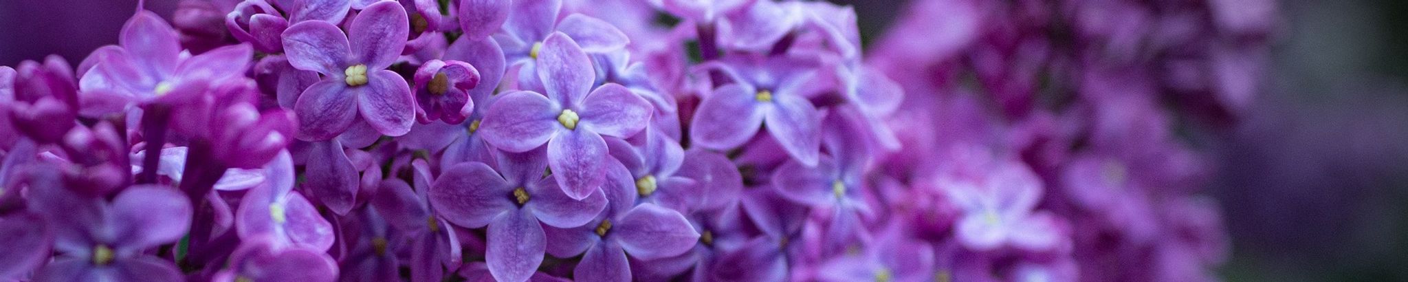Cover photo for Kathleen "Kathy" Mogolich's Obituary