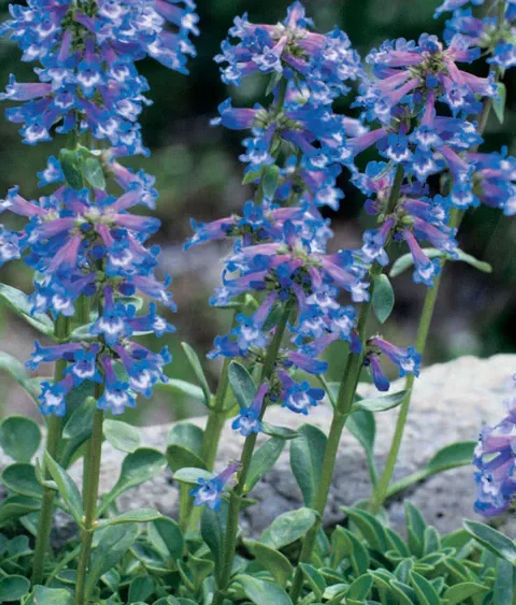 Cover for Kathleen Schallock's Obituary