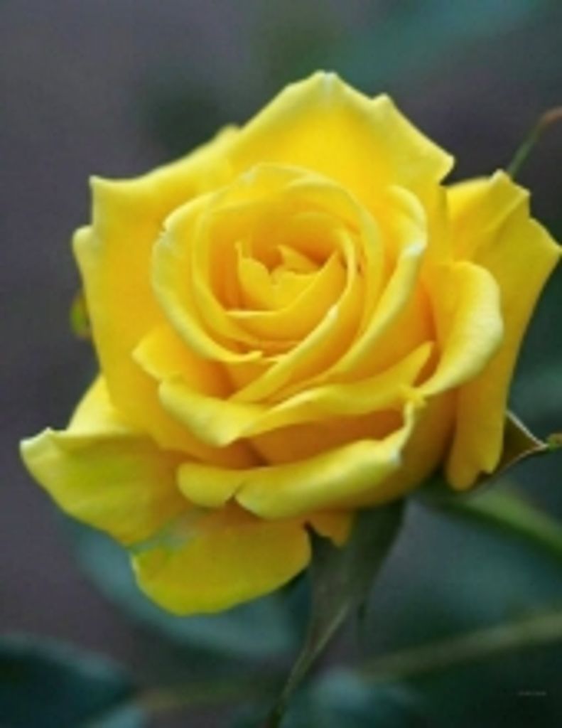 Hazel  J. Randle Profile Photo