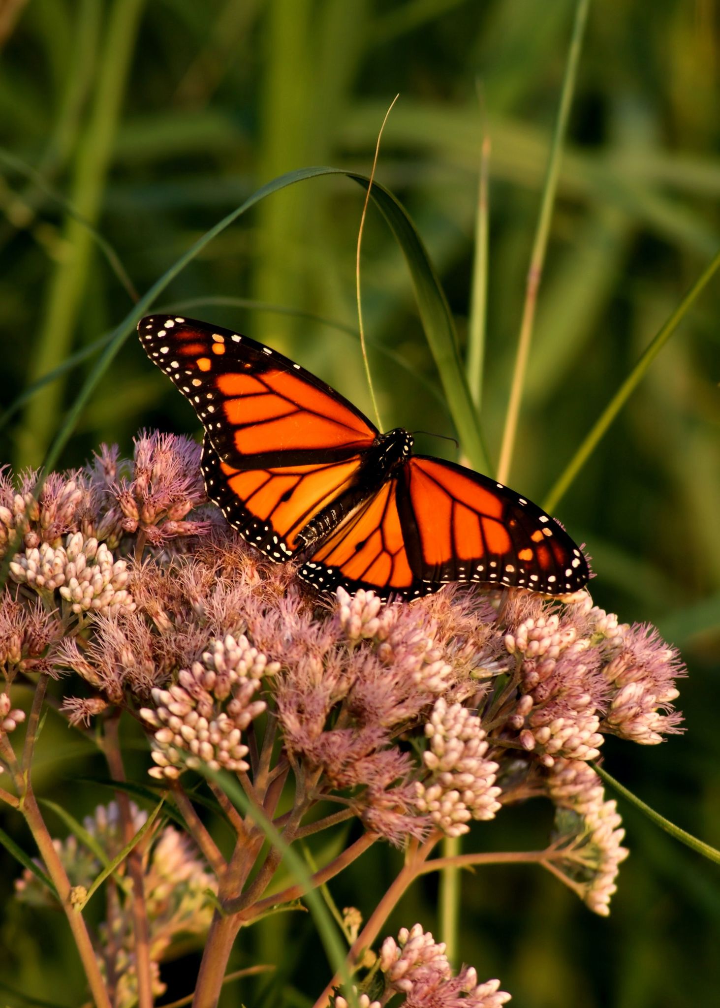 Cover photo for Brenda Clapp Hutchens's Obituary