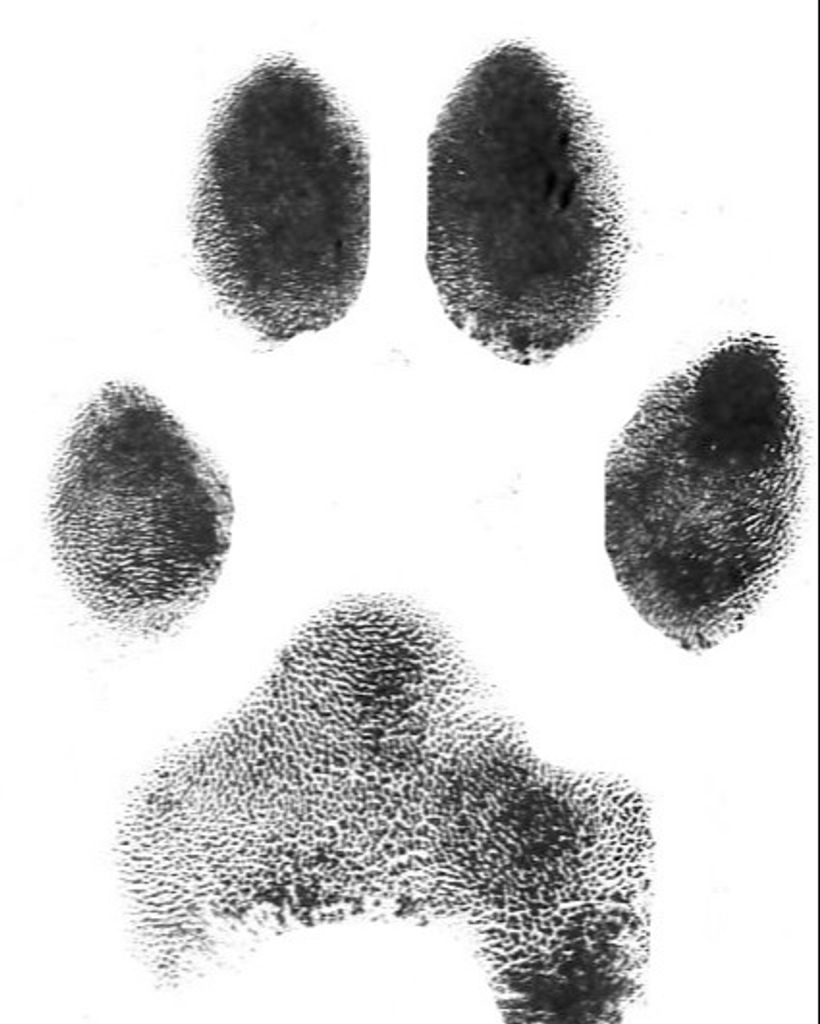 Nyla Perkins Profile Photo