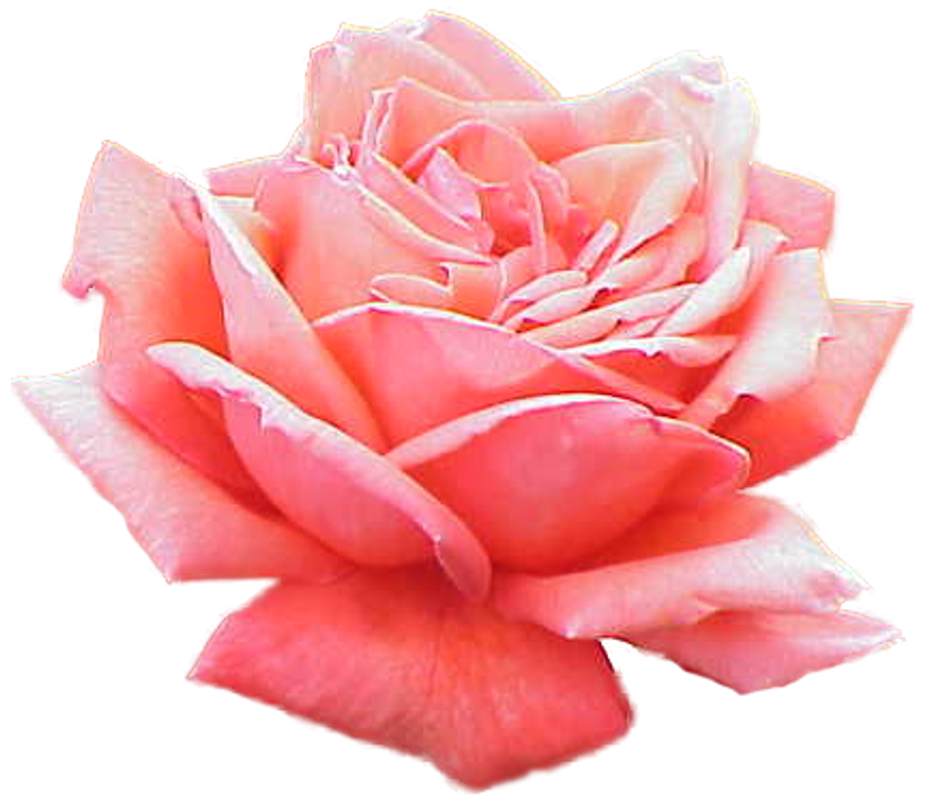 Janice M. “Jan” (Dilillo) Knox