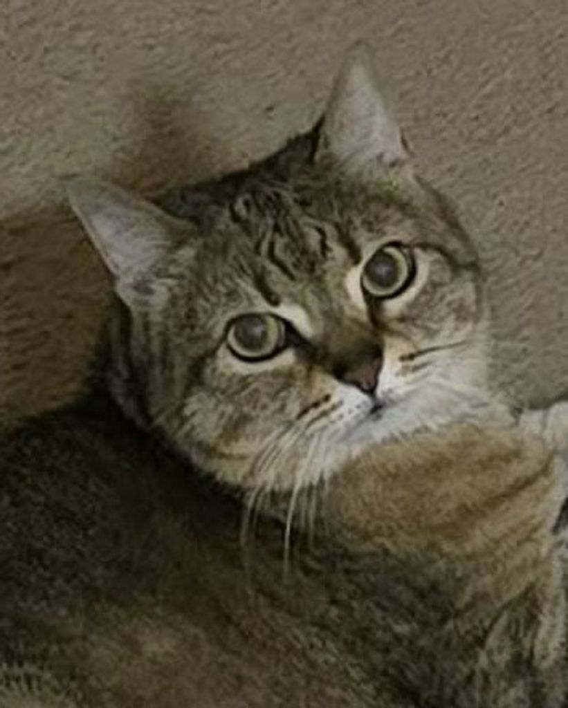 Snickers Johnson Profile Photo