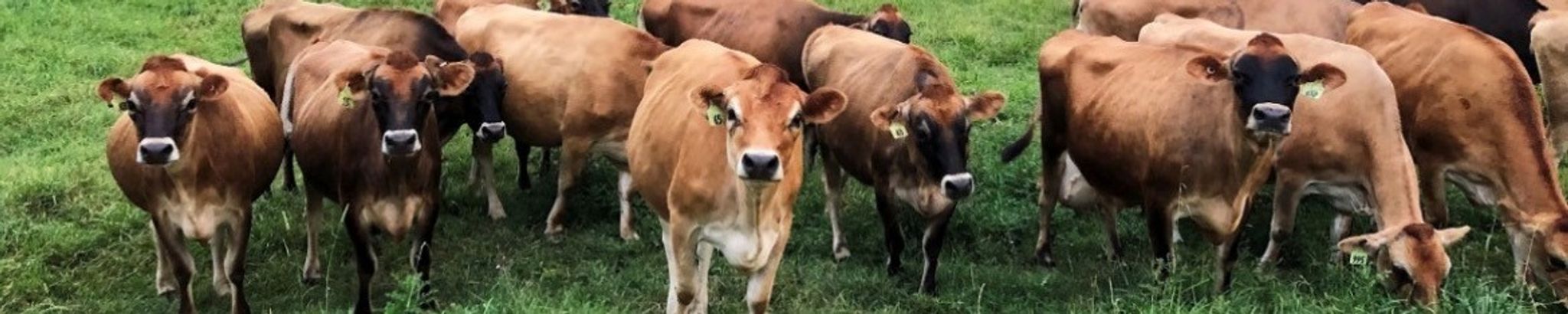 Cover for Michael A. Mueller's Obituary