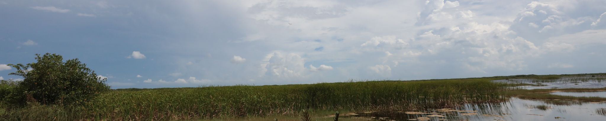 Cover for Patricia Ann Shevlin's Obituary