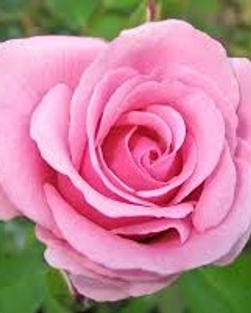 Patricia Welty Profile Photo