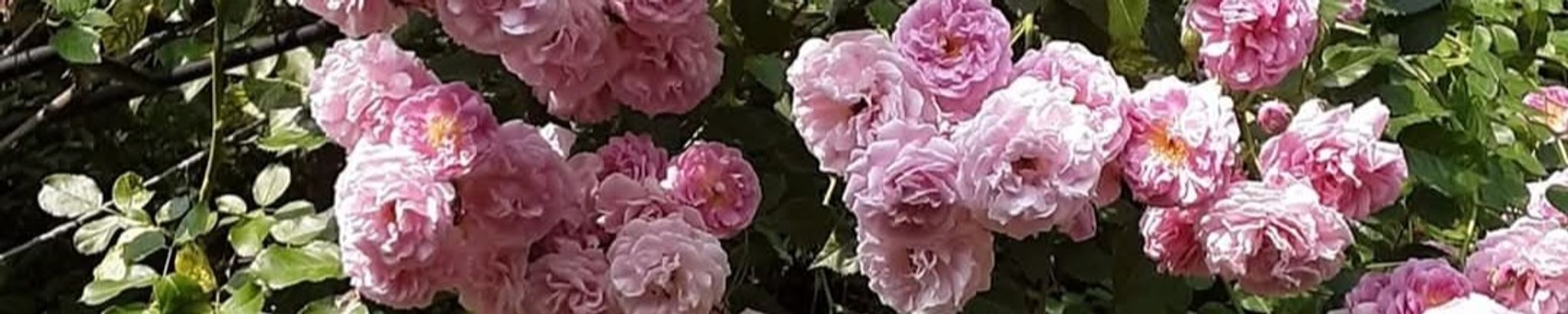 Cover for Florence Estelle Goldy Toth Brewer's Obituary