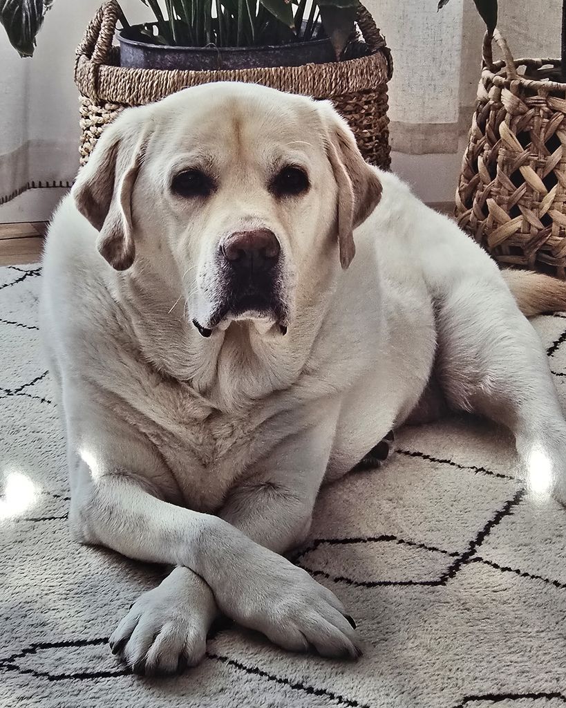 Sir Quinlan Orell Profile Photo