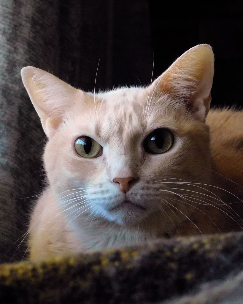 Peachfuzz Anderson/Truett
