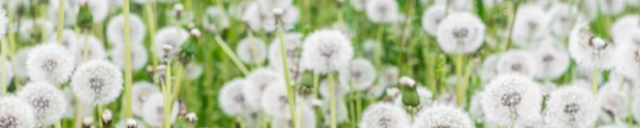 Cover for Jessica Ann Godwin's Obituary