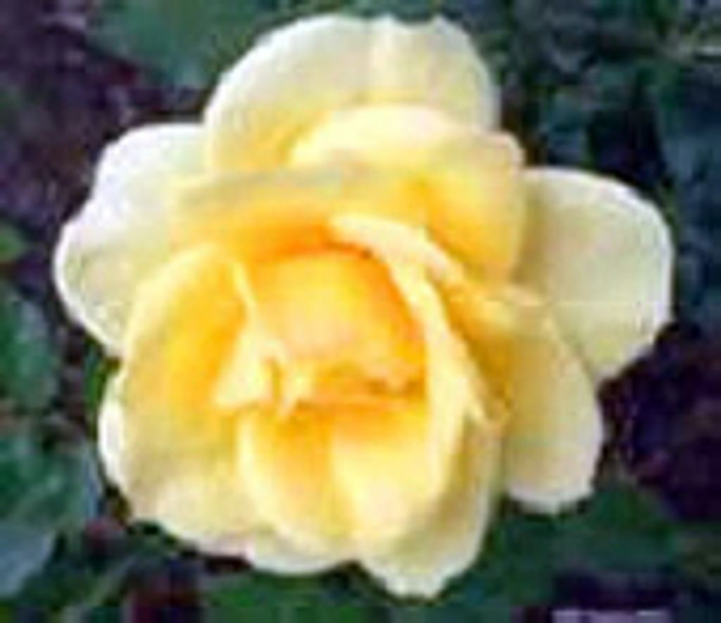Shirley Ethel Trombetta