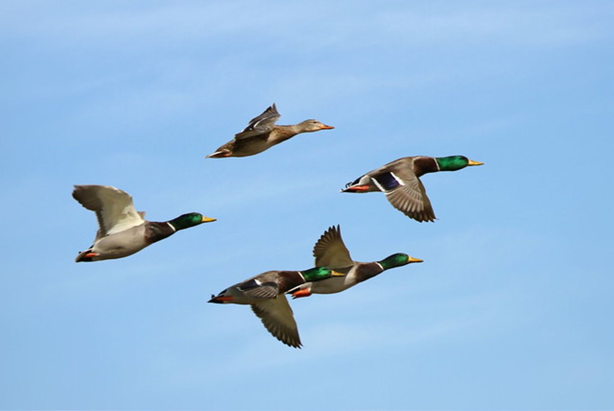 Cover photo for Elaine Anne Mongeon's Obituary