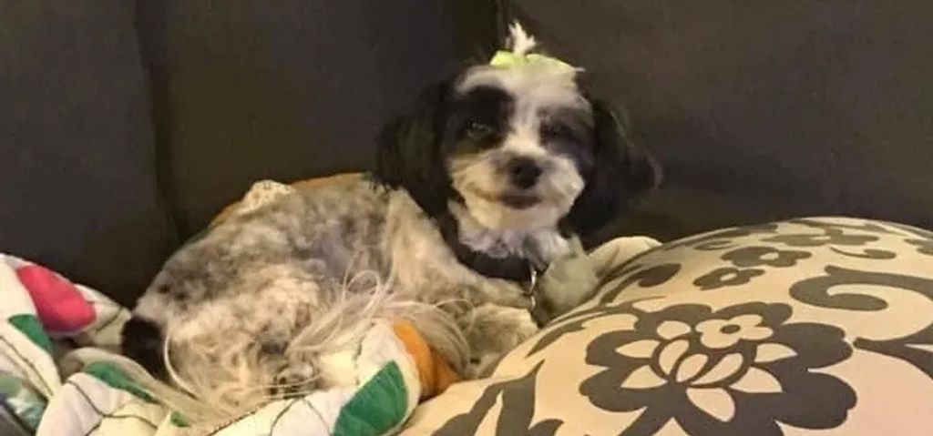 Dottie Profile Photo
