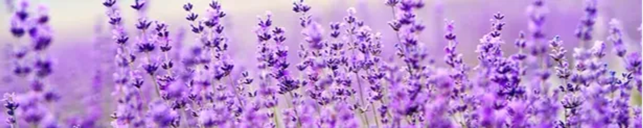 Cover for Judith "Judy" Lynne Ball's Obituary