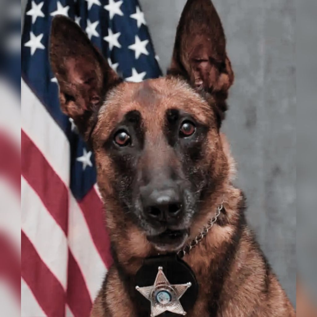 K9 Nyx Vargas