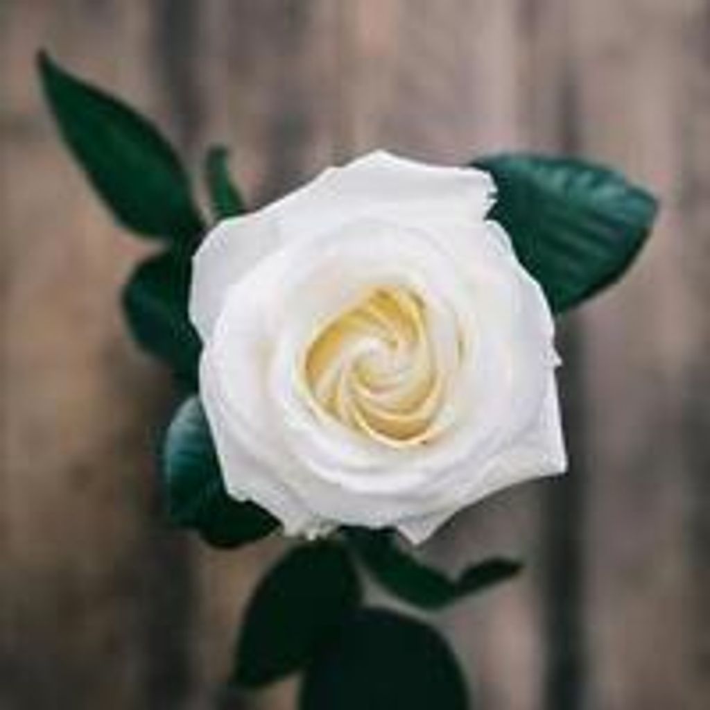 Maria Pasquariello Profile Photo
