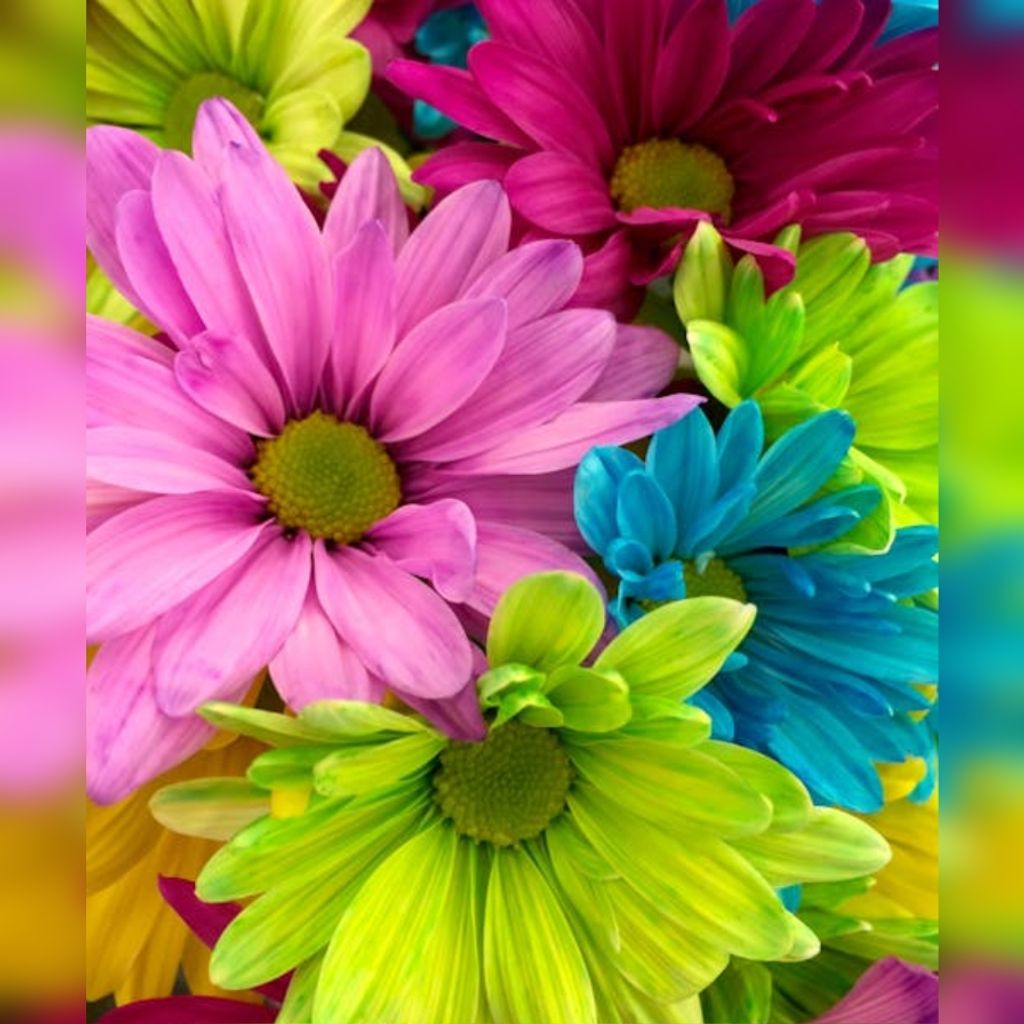 Lori Rebecca Finlayson Profile Photo