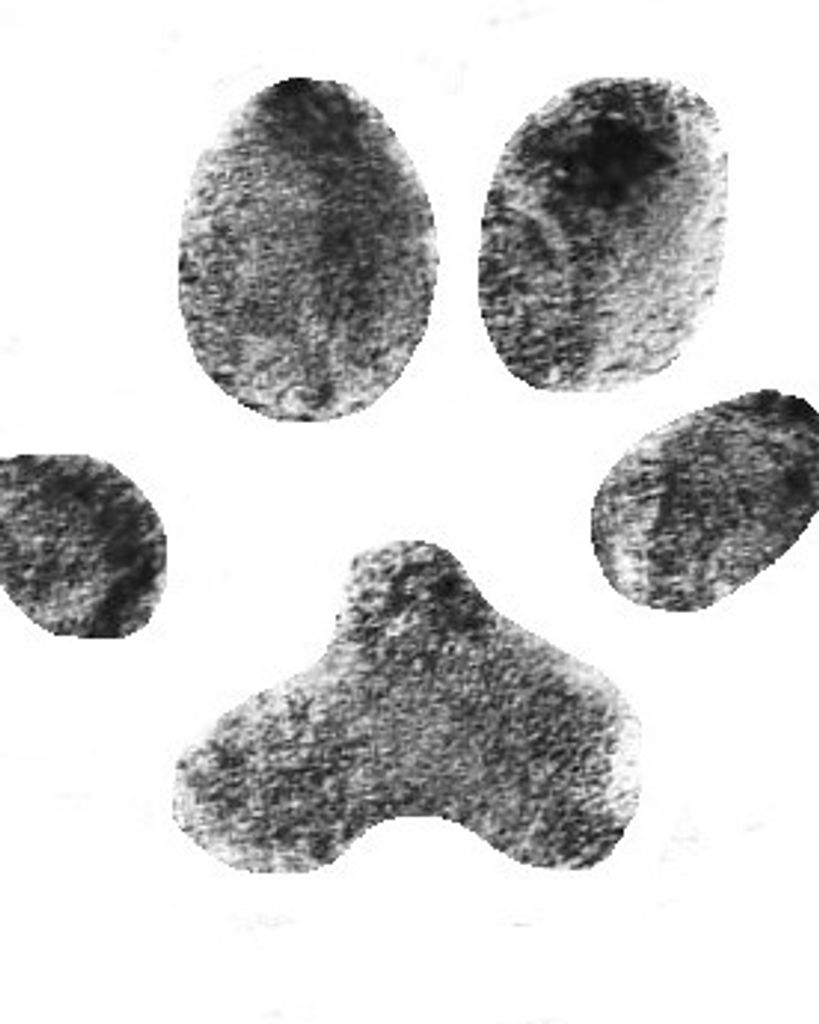 Junior Hingson Profile Photo