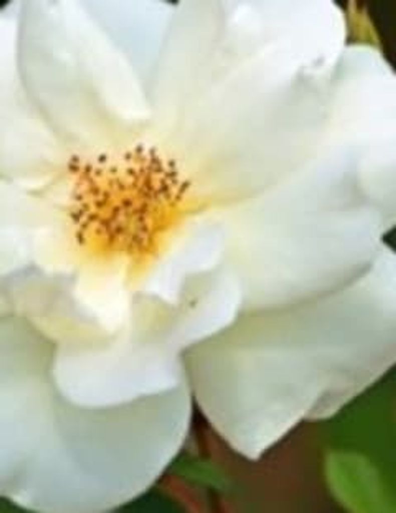 Steven Bridges Profile Photo