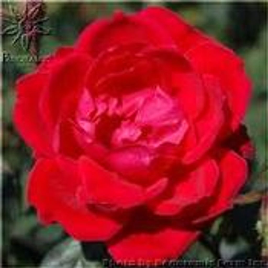 Alvy M. Wolfe Profile Photo