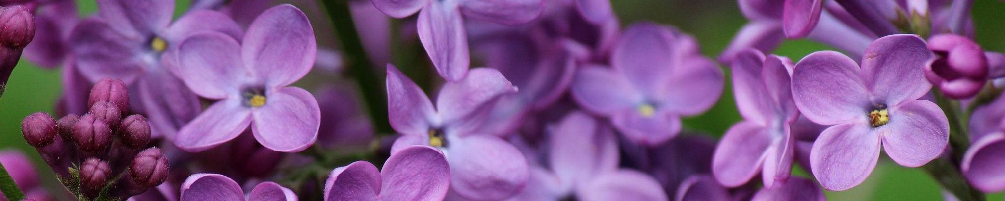 Cover for Jennifer Lynn Underwood's Obituary