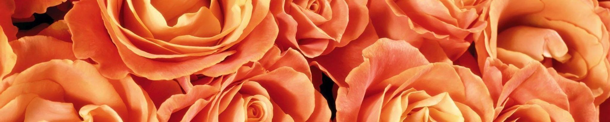Cover photo for Lana Blaylock Snider's Obituary