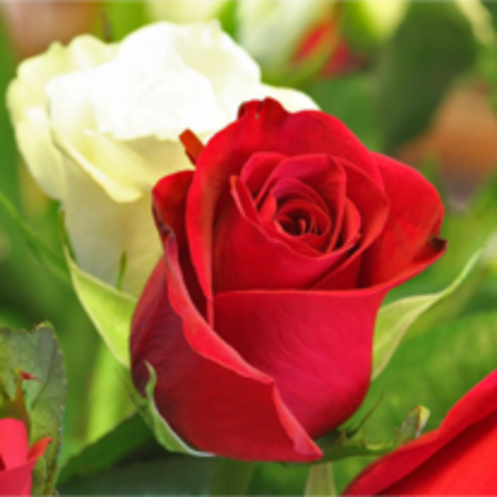 Marilyn Martin Motte