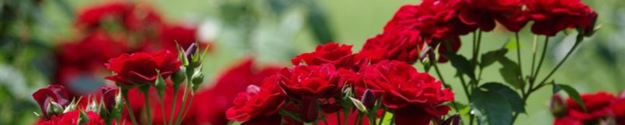 Cover for Margie Anne James's Obituary