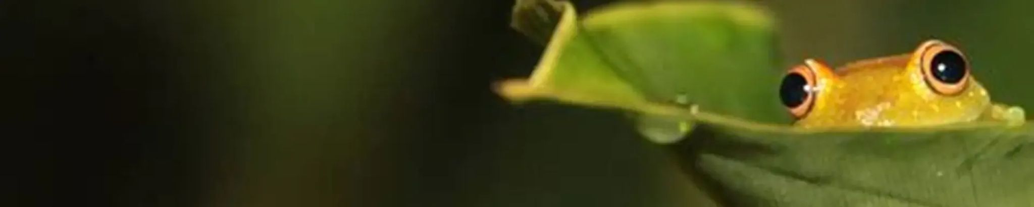 Cover for Jaydhyn Angel Carrasquillo's Obituary