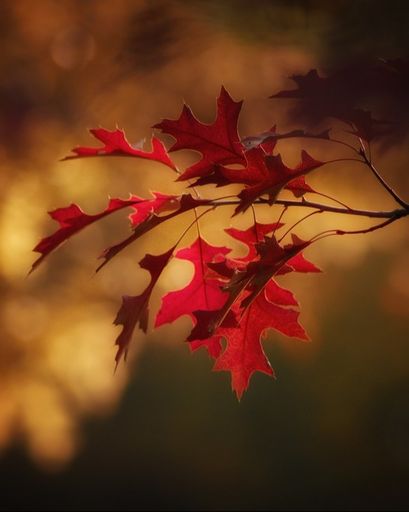 Eva Nell Porch Profile Photo