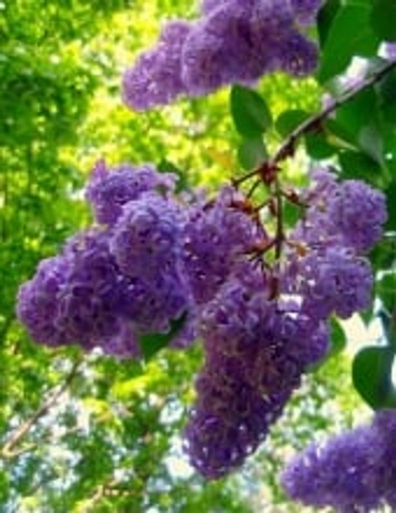 Jacqueline J. Morrissette