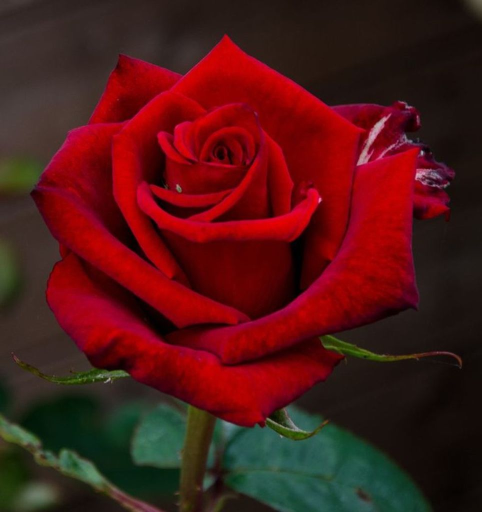 Jean Heyerholm Undem