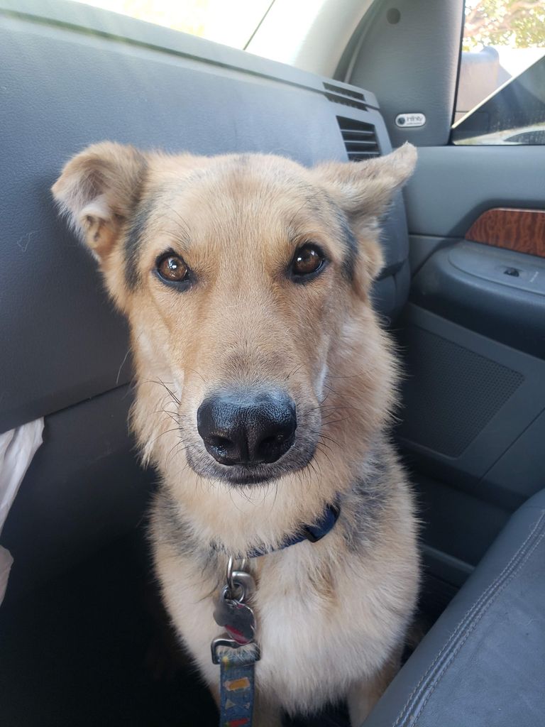 Gunner Profile Photo