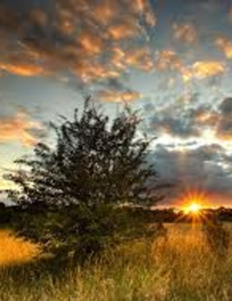 Wayne Branson Stamey