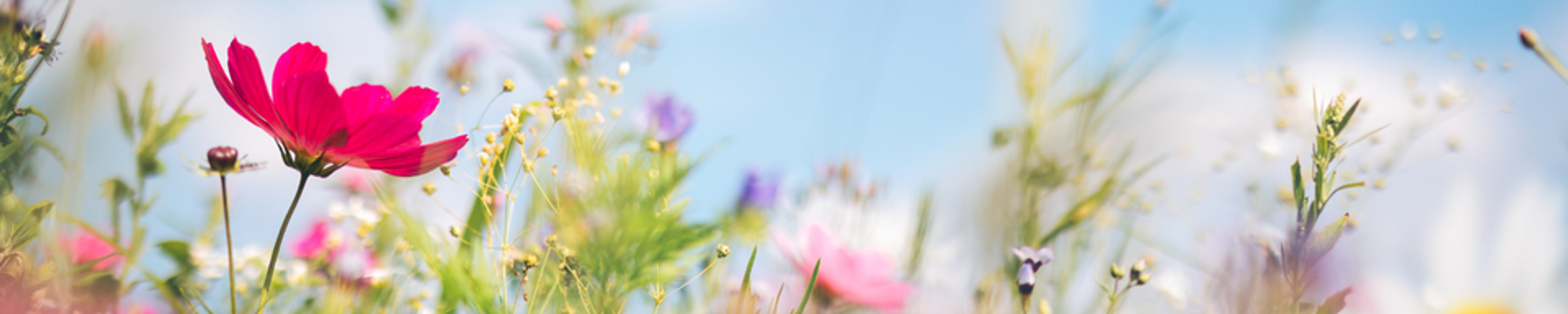 Cover for Nola Mae Newton's Obituary