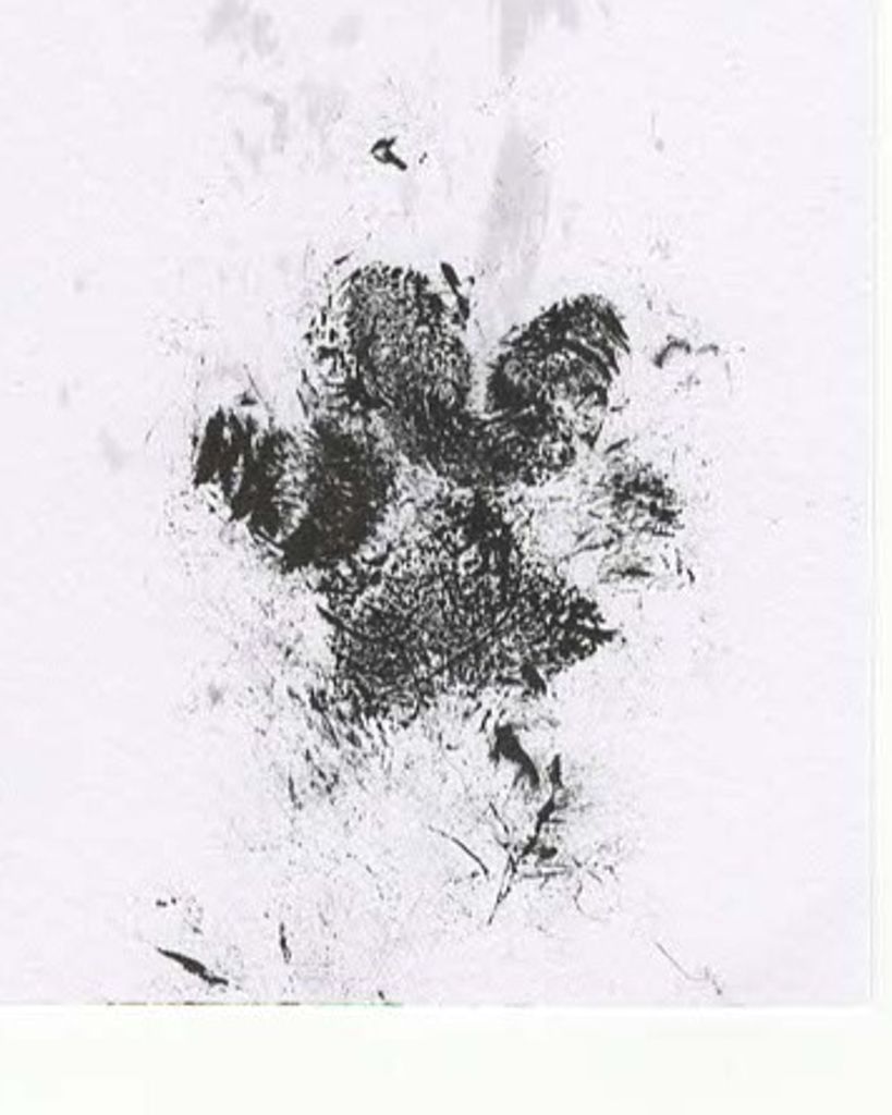 Panda King Profile Photo