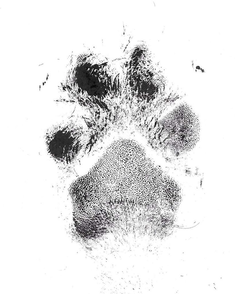 Buster Beaver Profile Photo