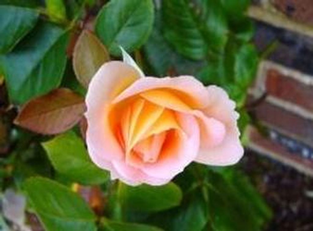 Twila Causey Profile Photo
