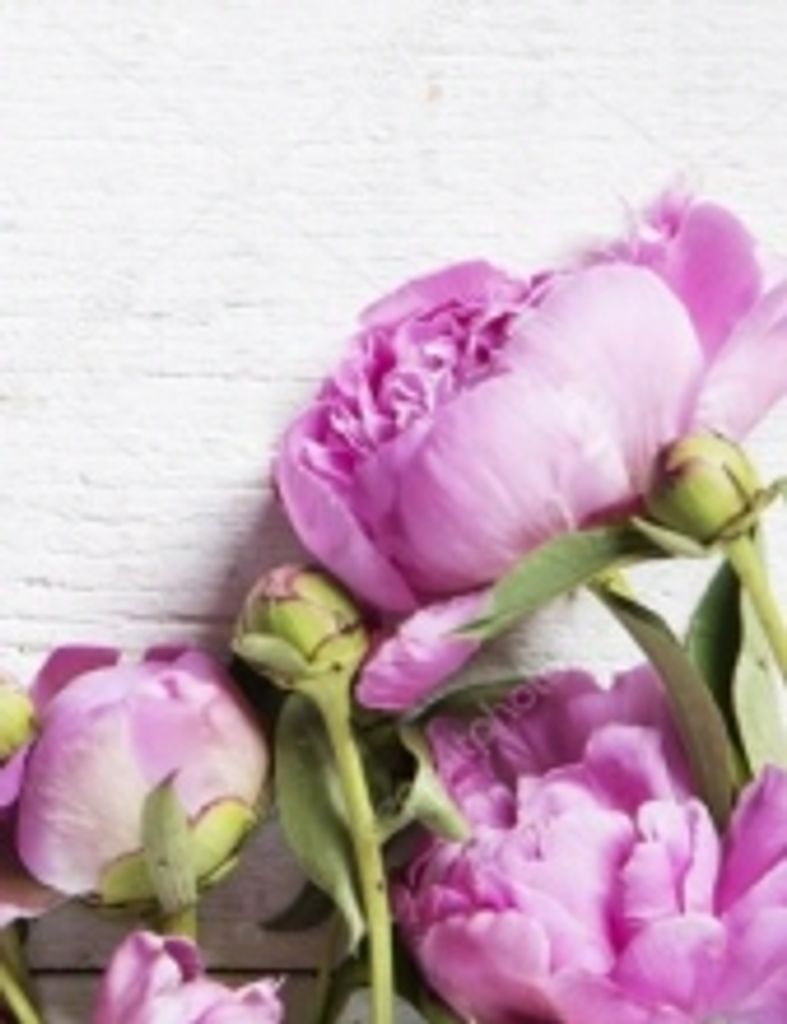 Susan Lorey Phillips