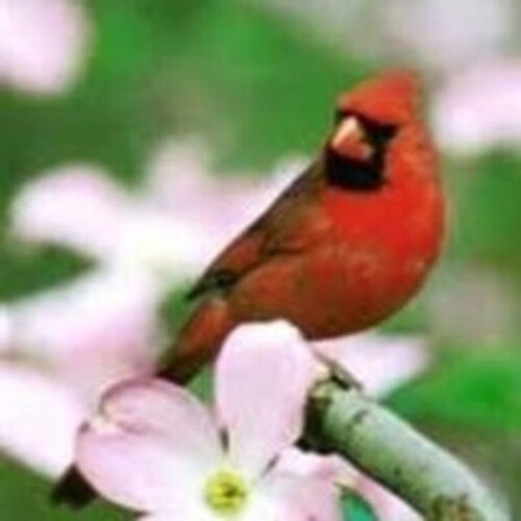 Louise Calhoun Cotney